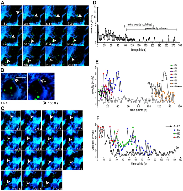 Stationary behavior of parasitized erythrocytes in the placenta.