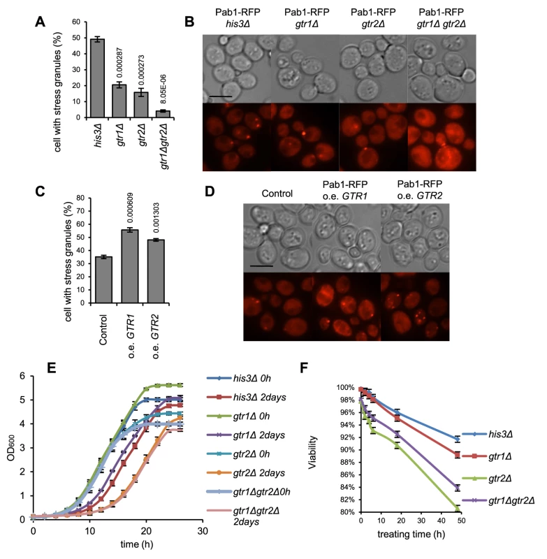 SG formation, recovery and post-stress survival is related to gene dosage of <i>GTR1</i> and <i>GTR2</i>.