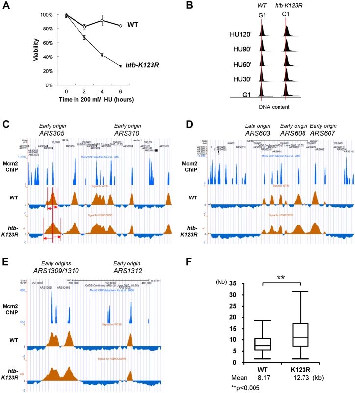 H2Bub regulates fork stalling in HU.