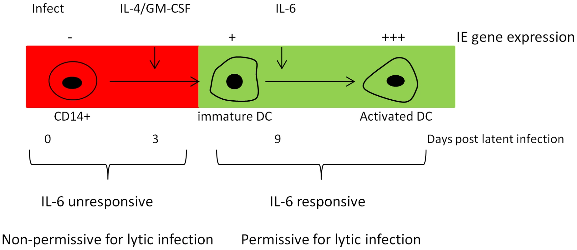 Model for the induction of IE gene expression in DCs.