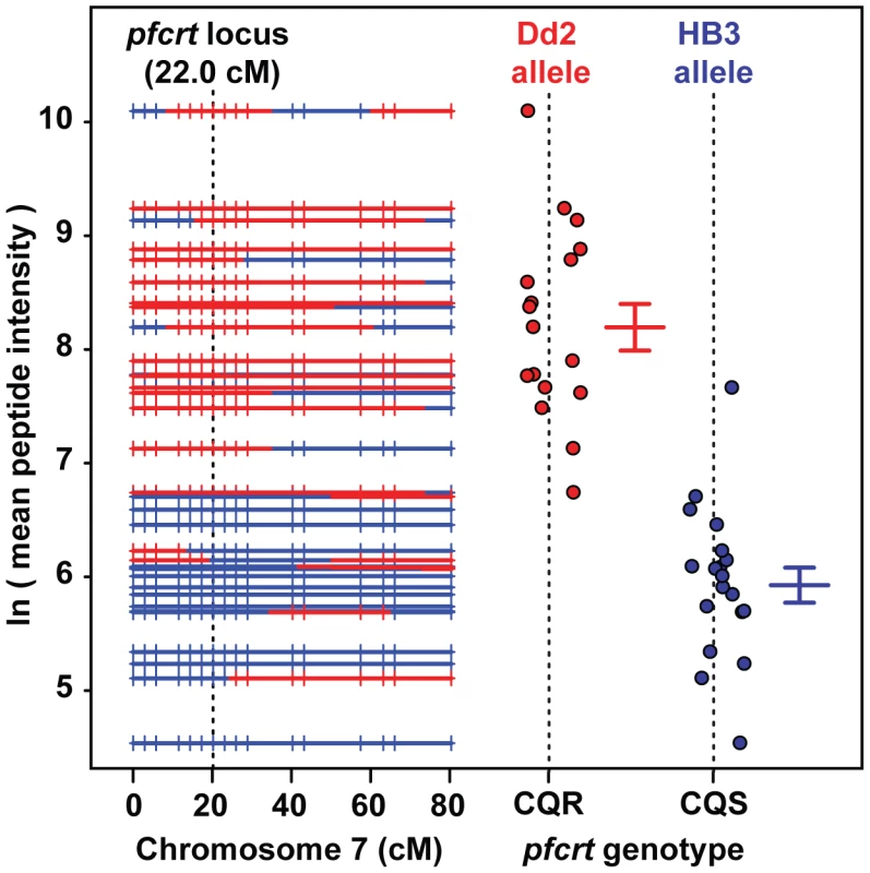 Peptide accumulation co-segregates with the <i>pfcrt</i> locus on Chromosome 7.