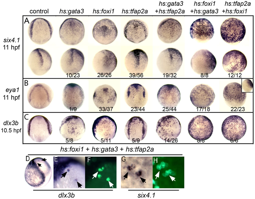 Misexpression of competence factors induces ectopic expression of preplacodal markers.