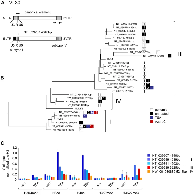 Characterisation of transcribed VL30 elements reveals preferential expression of defined VL30 elements upon stimulation.