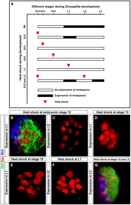 Rescue of the <i>hazy<sup>−/−</sup></i> mutant phenotype in the larval eye.