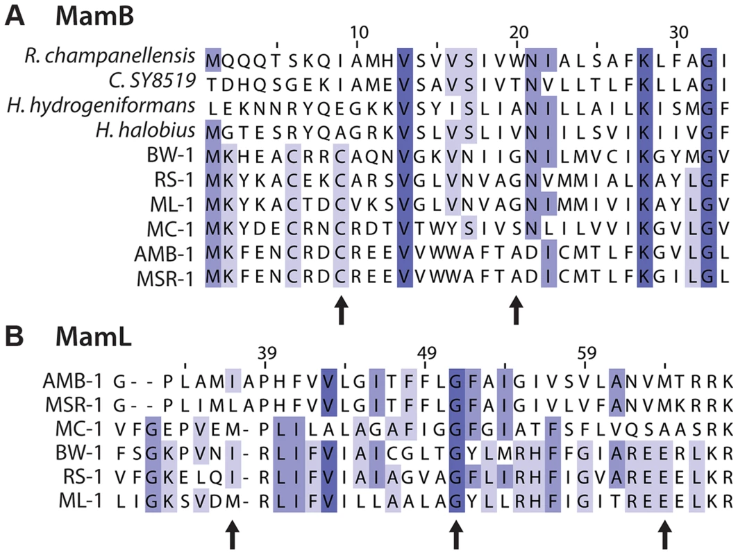 Details of multiple sequence alignments of magnetosome proteins.