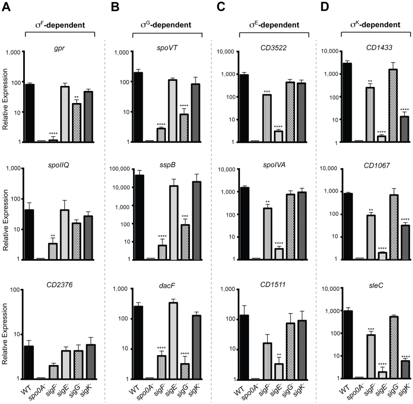 qRT-PCR validation of RNA-Seq transcriptional profiling.
