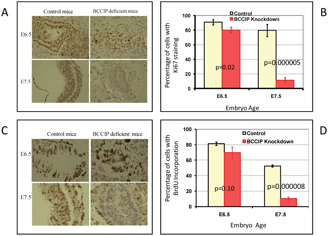 Proliferation defects in BCCIP deficient embryos.