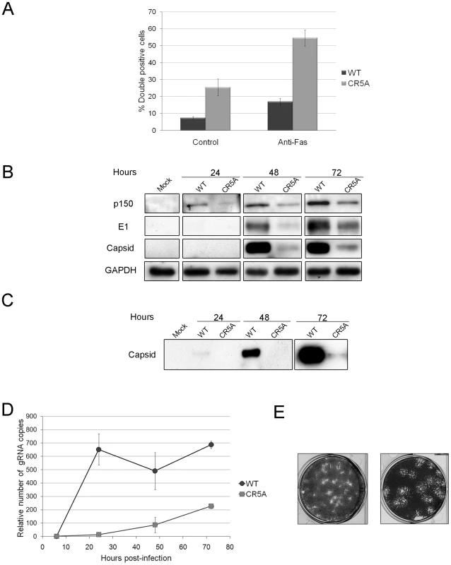 The carboxyl-terminal R motif in capsid protein is required to block apoptosis during RV infection.