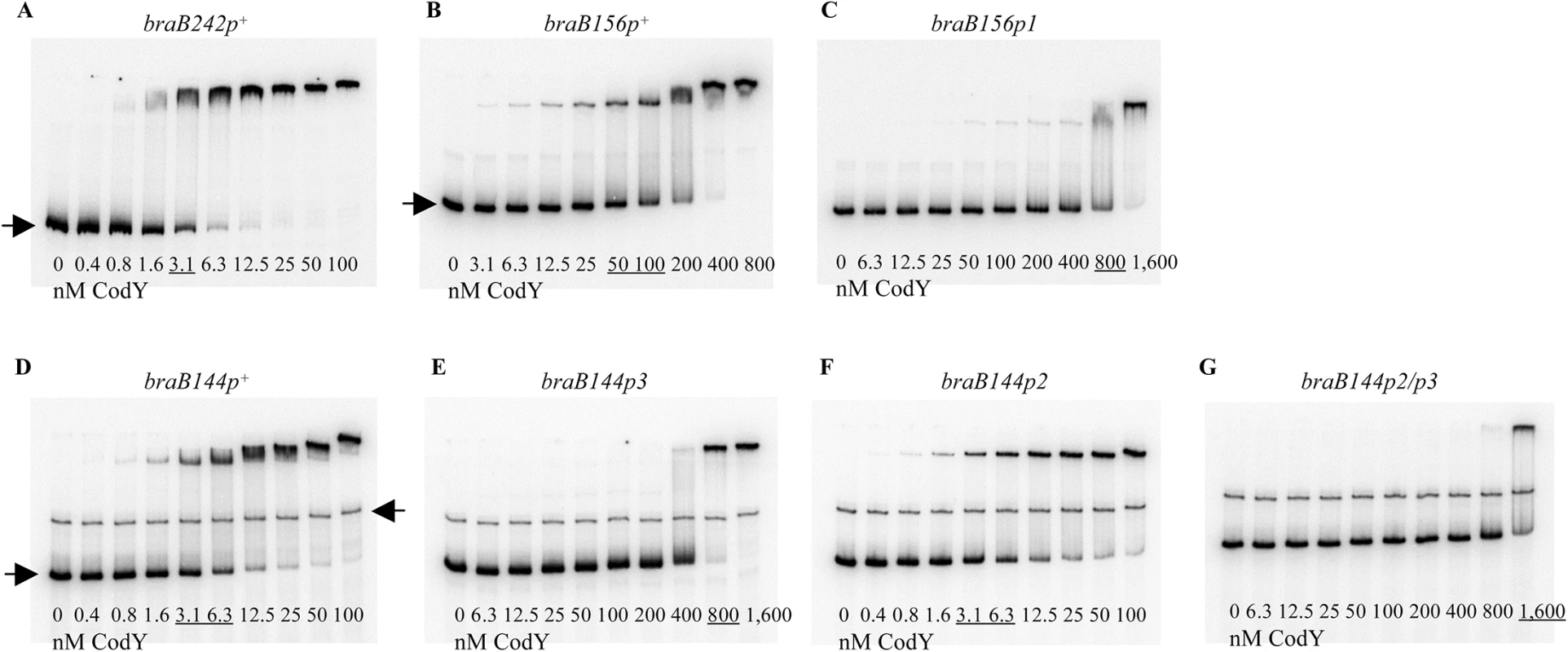 Gel shift assays of CodY binding to <i>braB</i> fragments.