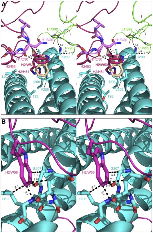 Modeled binding of the CDR-H2′s of Fabs 8065 and 8069 to 5-Helix.