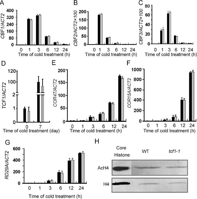 Gene expression analyses of the CBFs and the CBF regulon in the <i>tcf1-1</i> and wild-type plants.