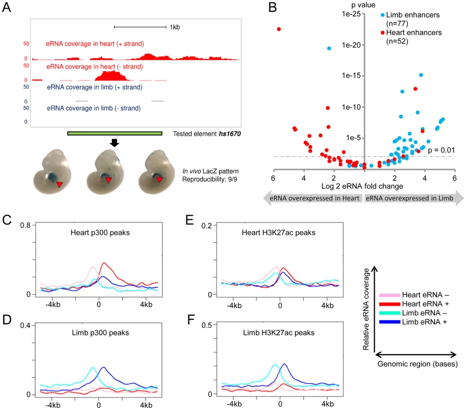 Global eRNA expression profiles.