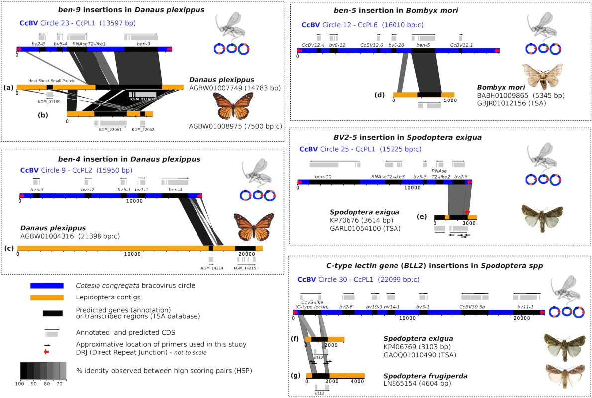 Map of bracovirus sequences inserted into lepidopteran genomes.