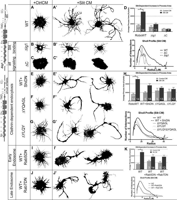 Clathrin-dependent endocytosis from the cell surface through the early and late endosome positively regulate Robo signaling <i>in vitro</i>.