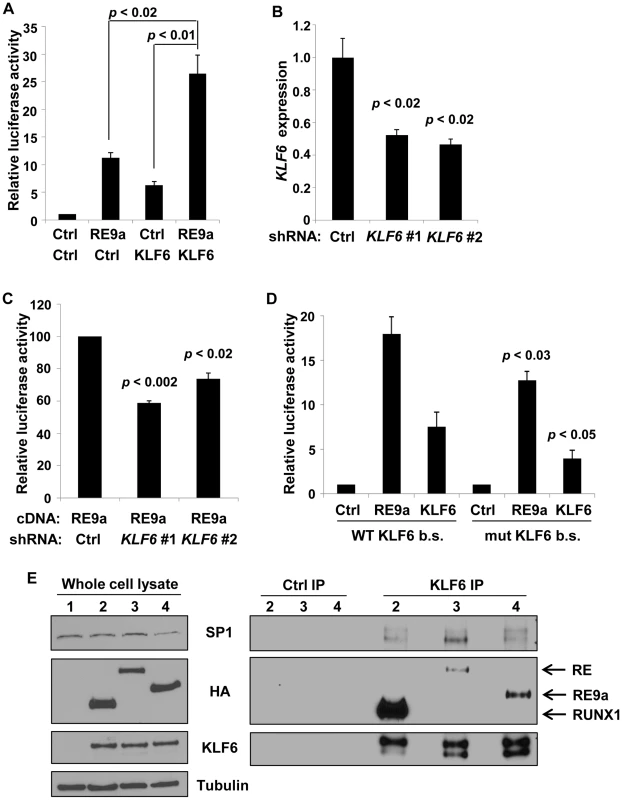 <i>Alox5</i> regulation by RE9a and KLF6.