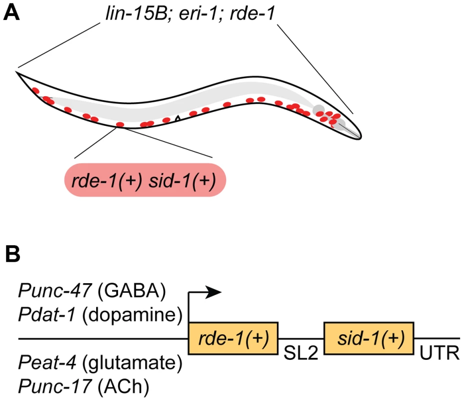 A feeding RNAi-compatible approach to neuron-specific knockdown.
