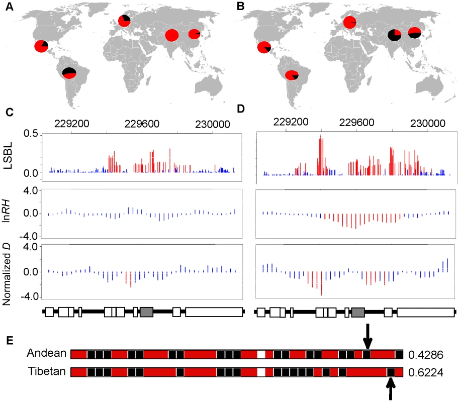 Genetic variation at <i>EGLN1</i>.
