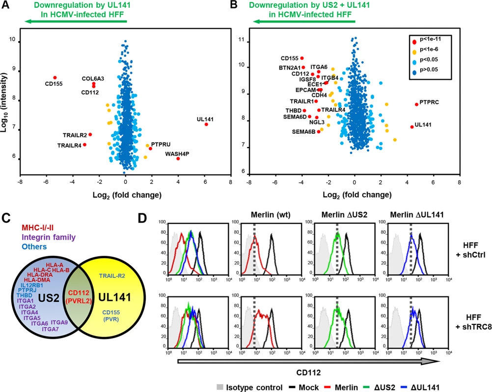 UL141 and US2 are both essential for surface down-regulation of CD112.