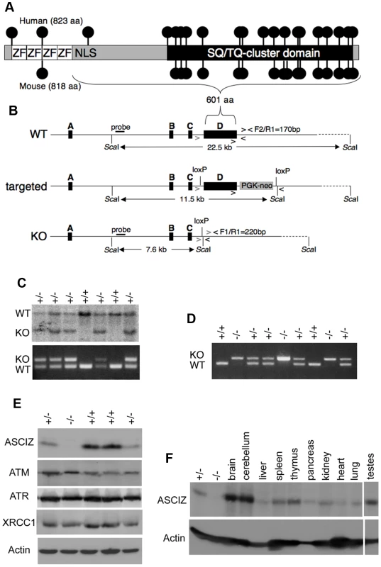 Generation of <i>Asciz</i>-deficient mice.