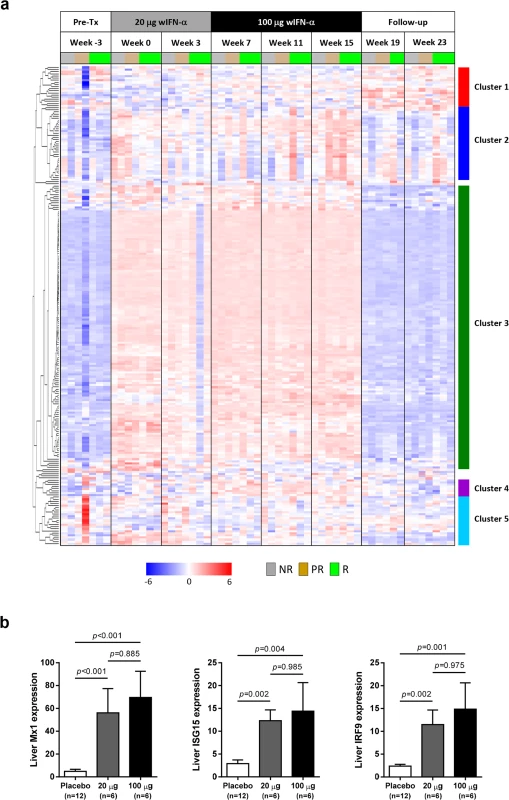 Comparable induction of intrahepatic expression of most ISGs with low dose and high dose wIFN-α.