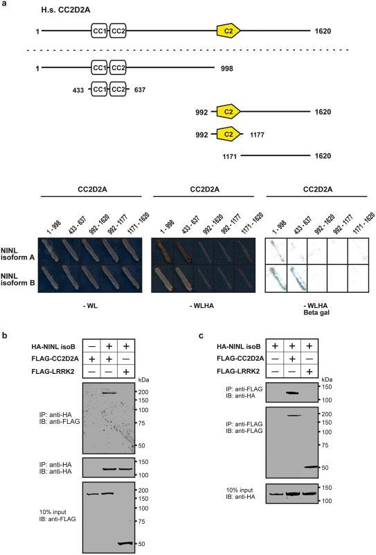 CC2D2A associates with NINL.