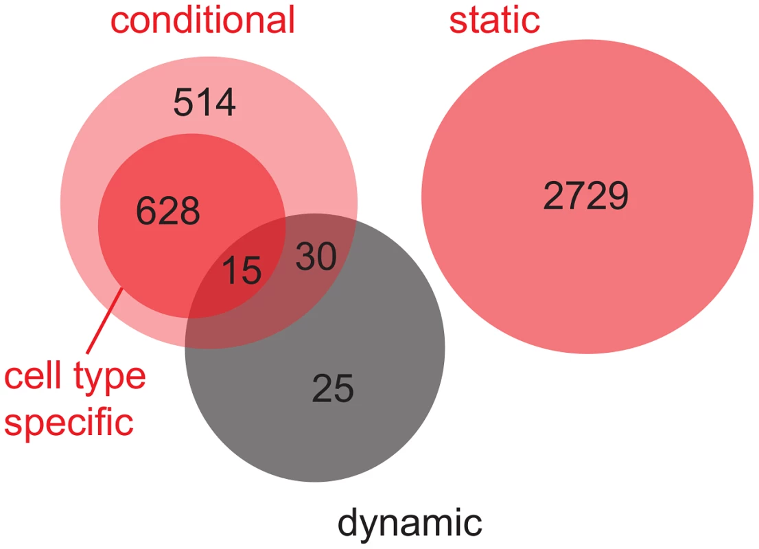 Venn diagram for the overlap between static, conditional and dynamic eQTL.