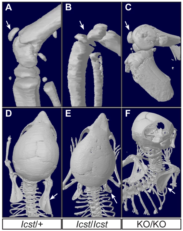 Patella and scapula phenotype of transgenic rescue mice.