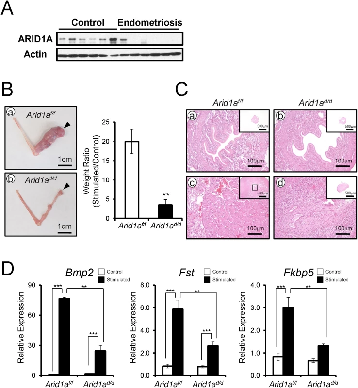 <i>Arid1a</i><sup><i>d/d</i></sup> mice exhibited an altered decidualization.