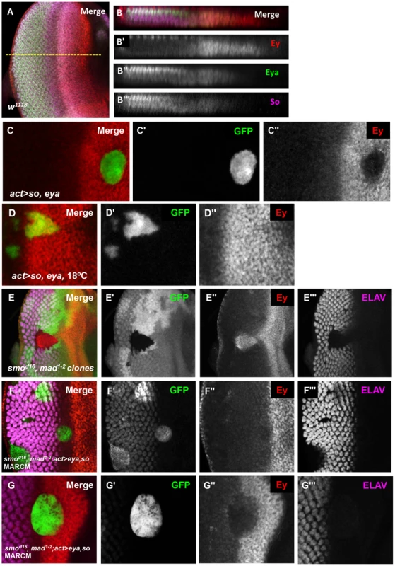 Eya and So can cooperate to negatively regulate Ey expression in vivo.
