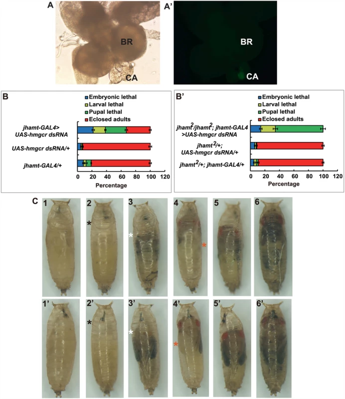 Reduction of <i>hmgcr</i> expression in the CA of <i>jhamt</i> mutant results in complete lethality.