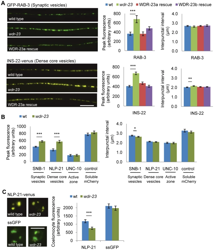 Synaptic vesicle and dense core vesicle secretion defects of <i>wdr-23</i> mutants.