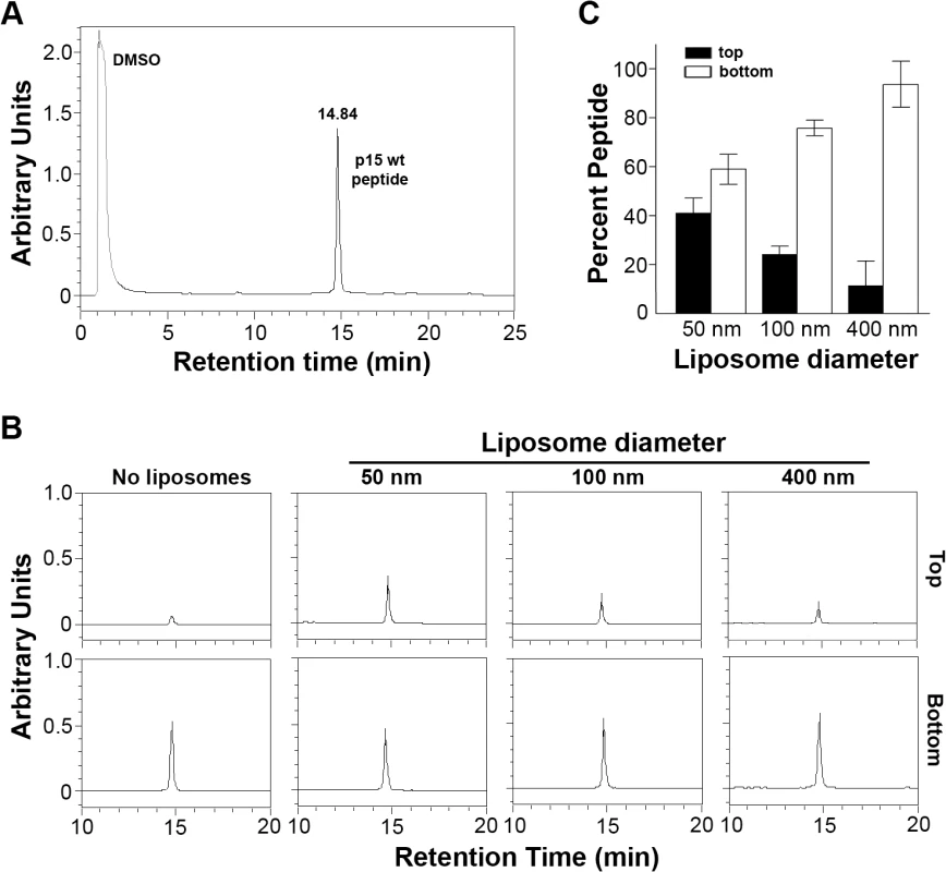 The p15HPpep peptide preferentially partitions into highly curved membranes.