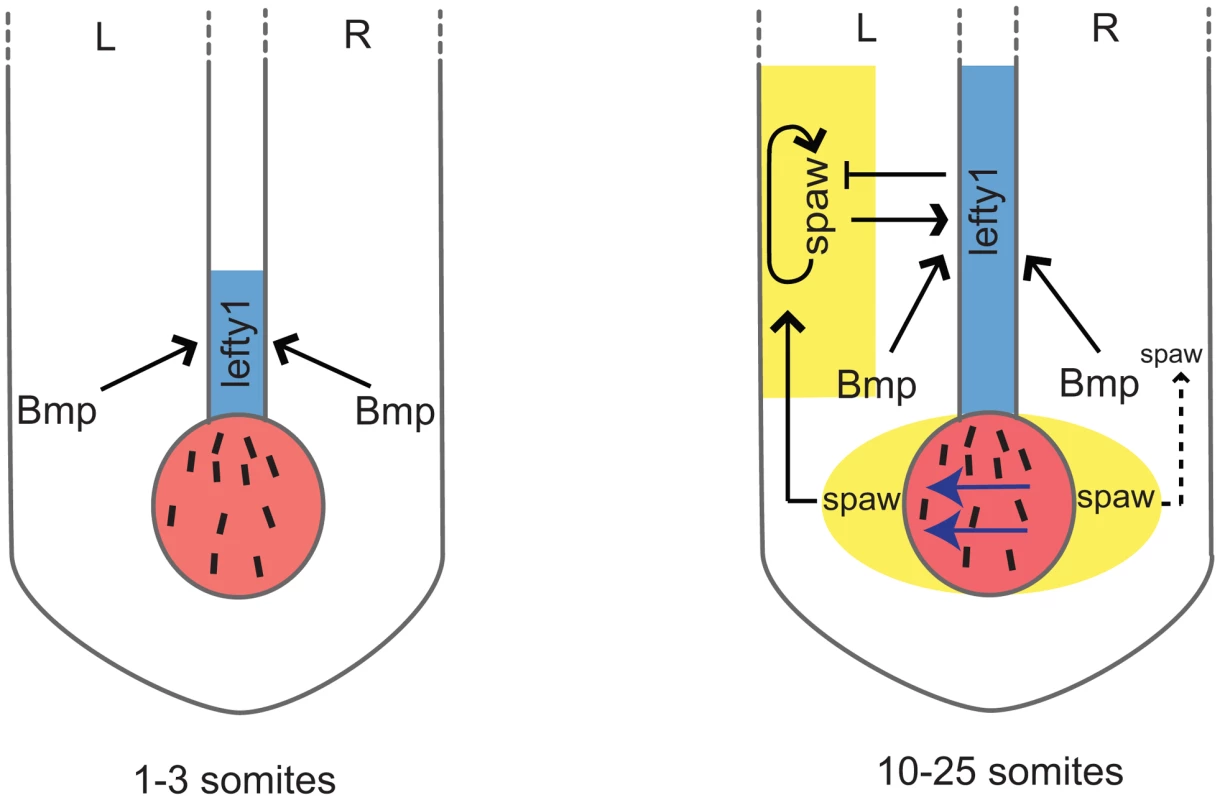 Schematic representation of <i>lefty1</i> regulation during LR axis specification.