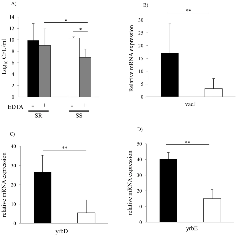 Membrane stability and <i>vacJ</i> and <i>yrb</i> expression among clinical isolates.