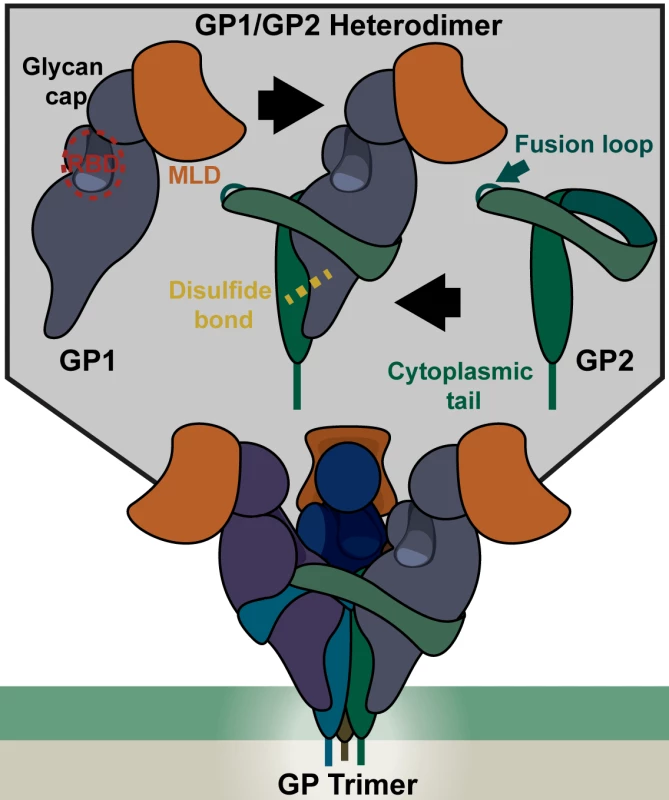 Structure of the EBOV glycoprotein (GP).