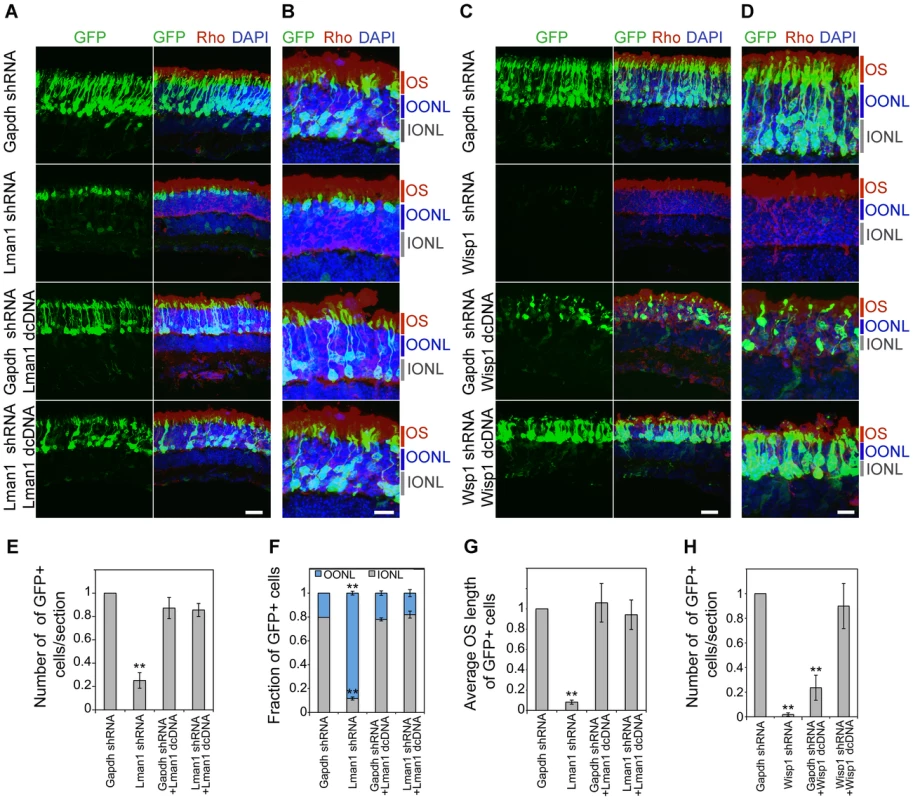 Rescue of shRNA–knockdown with shRNA–resistant dcDNA.