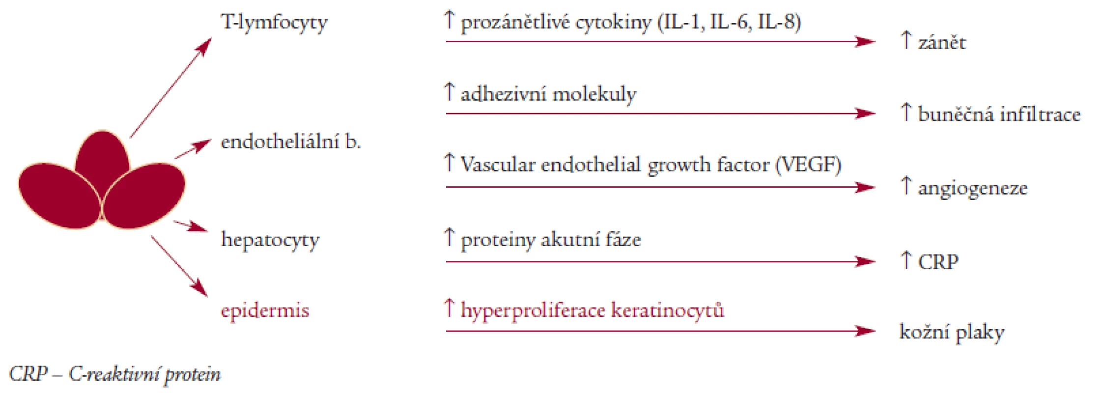 Klíčová úloha TNF u psoriázy.