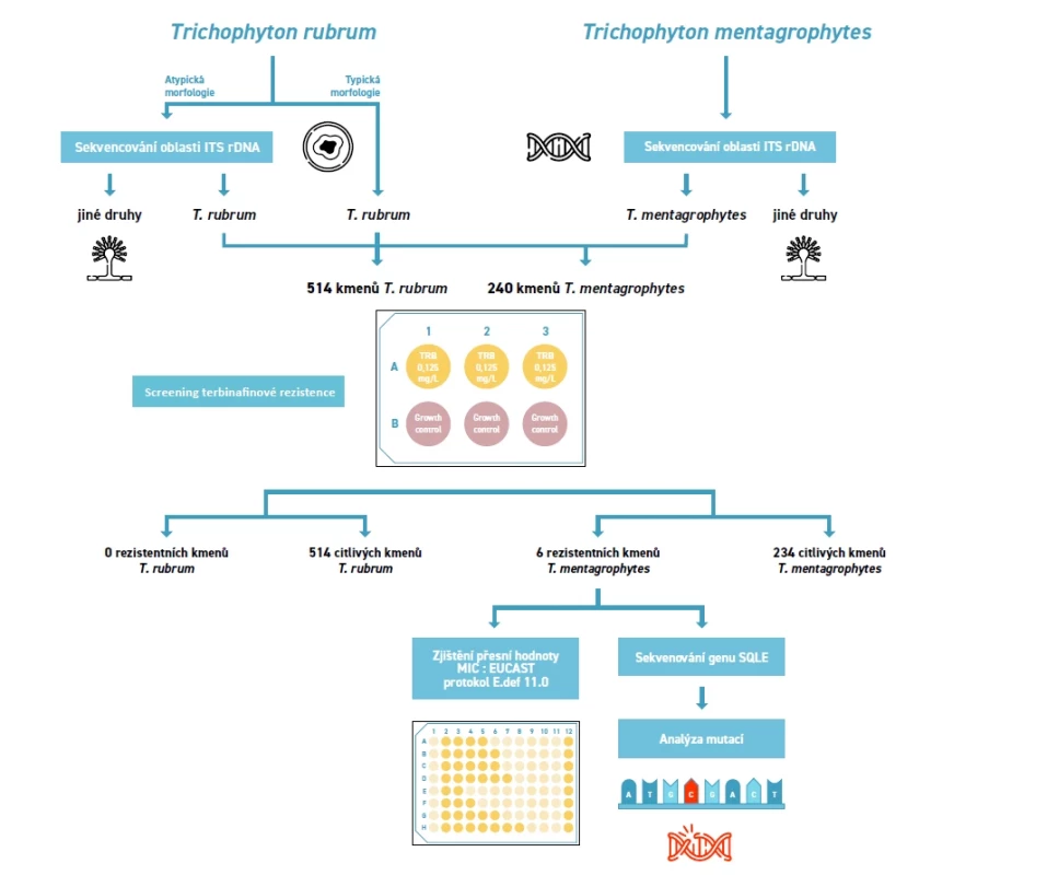 Metodika detekce terbinafinové rezistence u českých pacientu infikovaných Trichophyton rubrum a T. mentagrophytes ve studii Kolarczyková et al. [23]