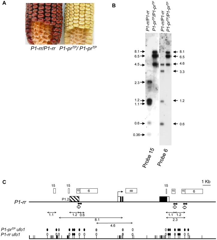 Silencing of <i>P1-pr<sup>TP</sup></i>, an epiallele of <i>P1-rr</i>, is correlated with DNA methylation.