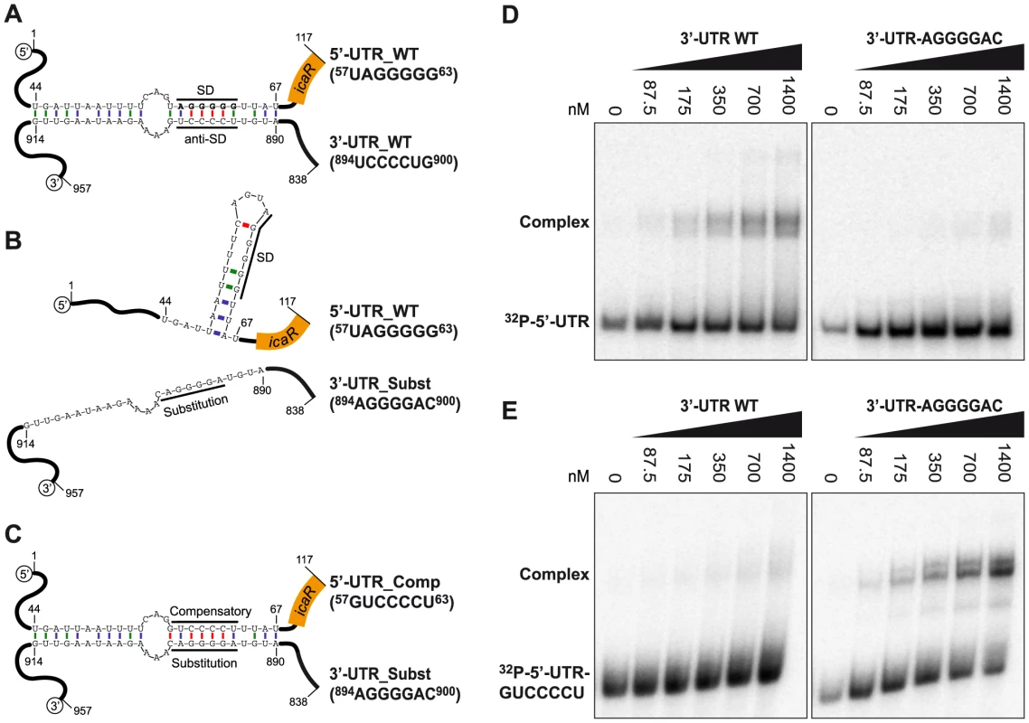 A UCCCCUG motif is necessary for the interaction between the 3′-UTR and the Shine-Dalgarno region of <i>icaR</i> mRNA <i>in vitro</i>.