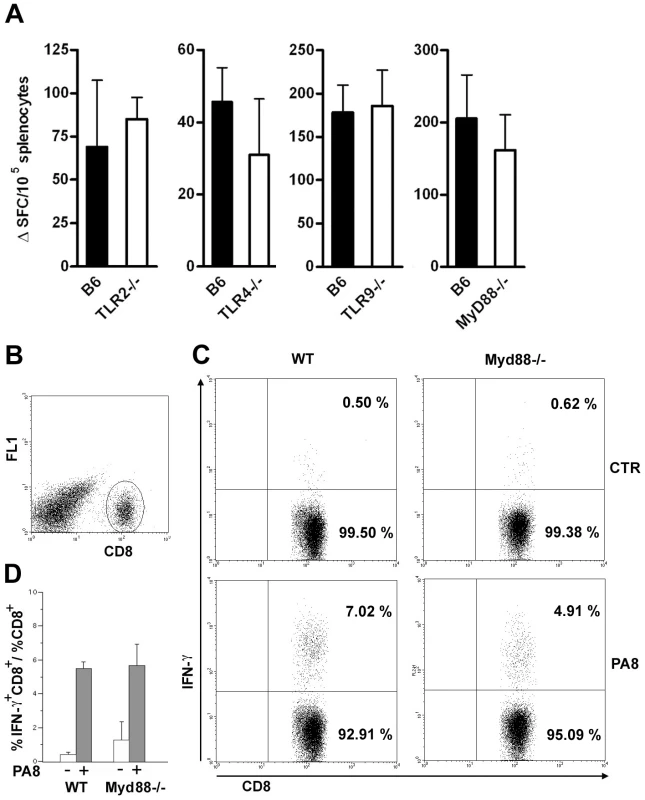 IFN-γ production by CD8<sup>+</sup> T splenocytes is equivalent in infected <i>Myd88<sup>−/−</sup></i>and WT mice.
