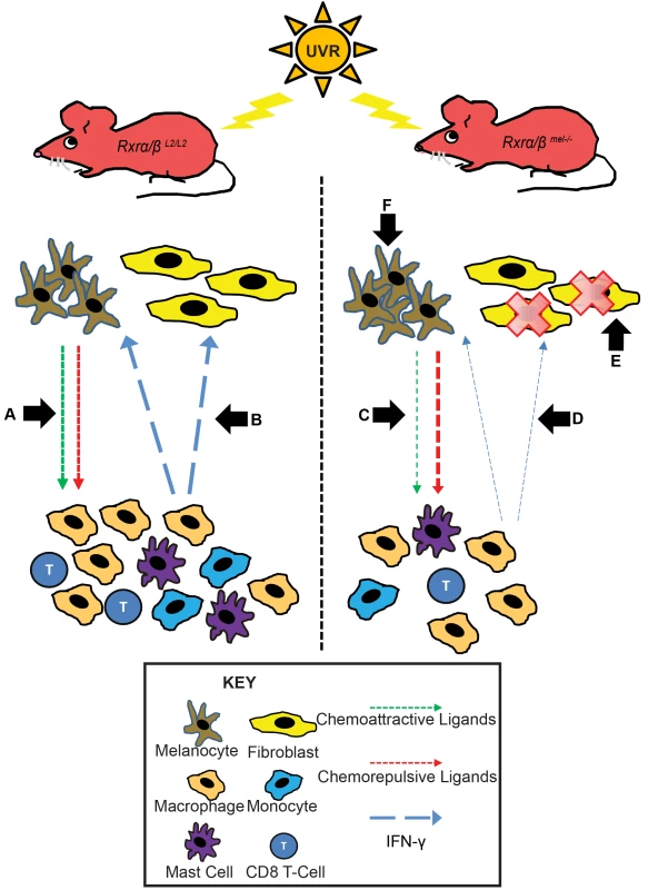 Mechanistic representation of post-UVR defects in <i>Rxrα/β<sup>mel−/−</sup></i> mice compared to control mice.