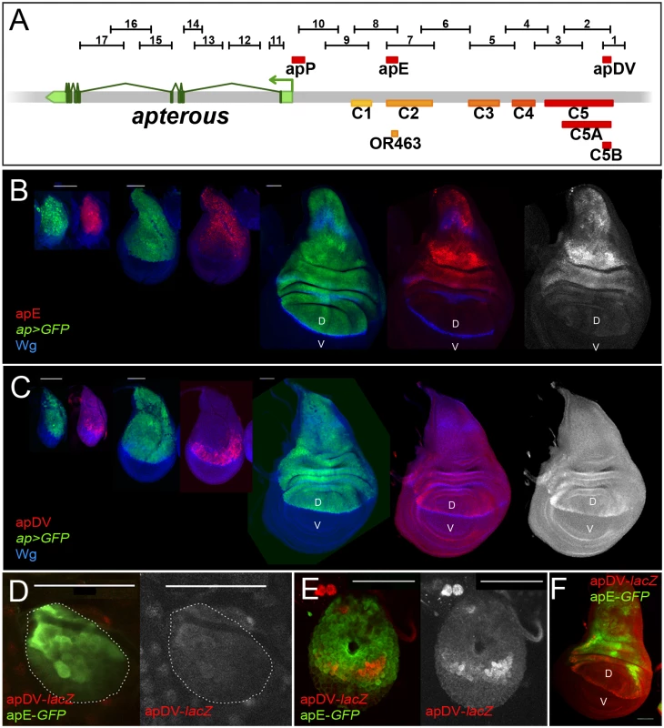 Activity patterns of apE and apDV enhancers.