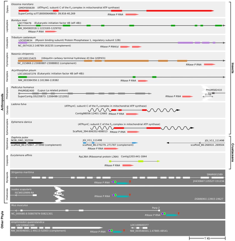 Insects and crustaceans have <i>RPR</i> genes embedded in <i>pol II</i> recipient genes, while other animals have independent <i>pol III</i> genes.