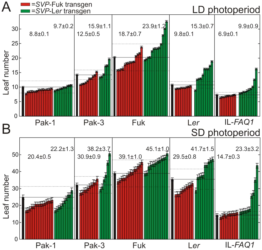 Flowering phenotypes of <i>SVP</i> transgenic lines developed in multiple genetic backgrounds.