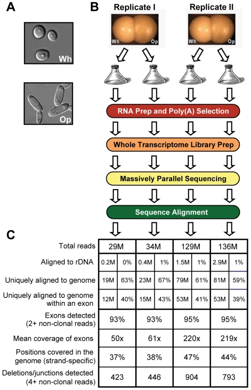 RNA sequencing of white and opaque cells.