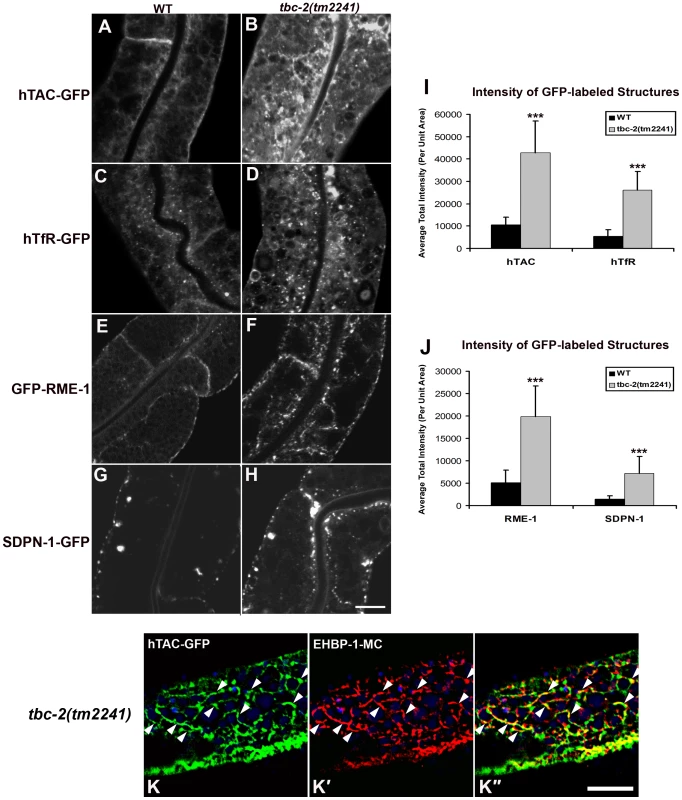 TBC-2 is required for recycling endosome morphology and function.