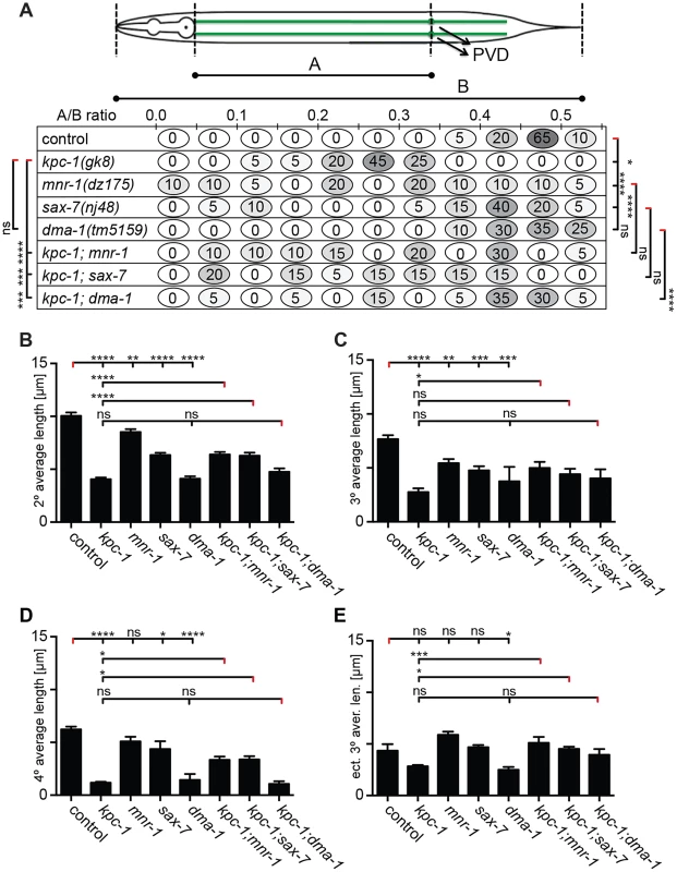 <i>kpc-1</i> controls dendrite branch extension.