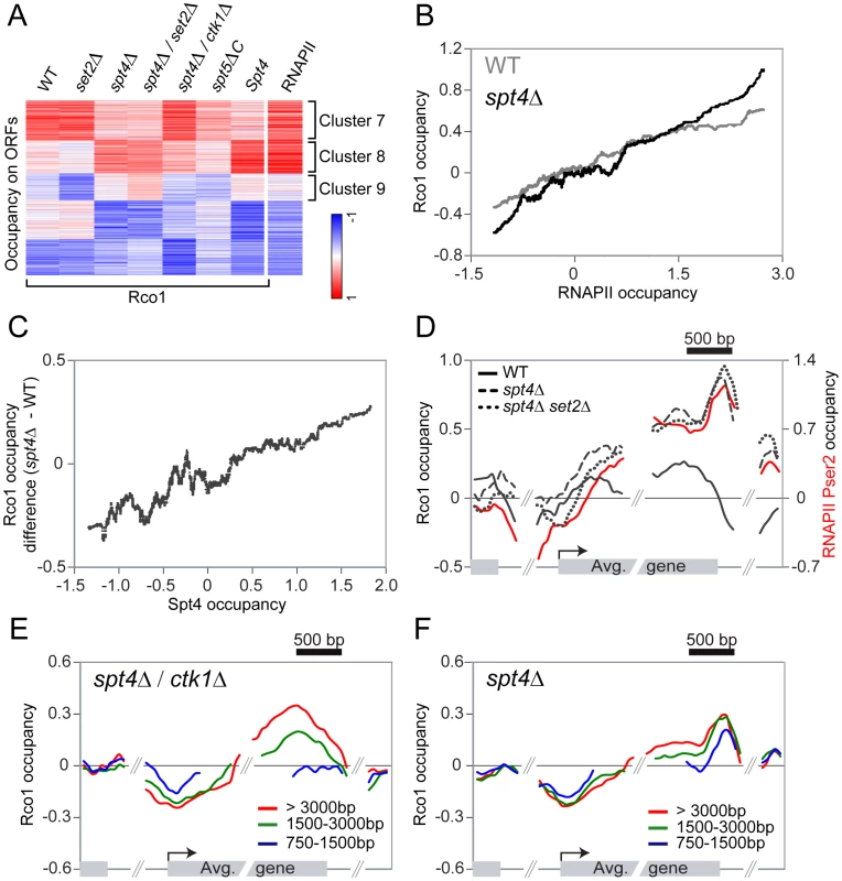 Spt4 negatively regulates the recruitment of Rpd3S.