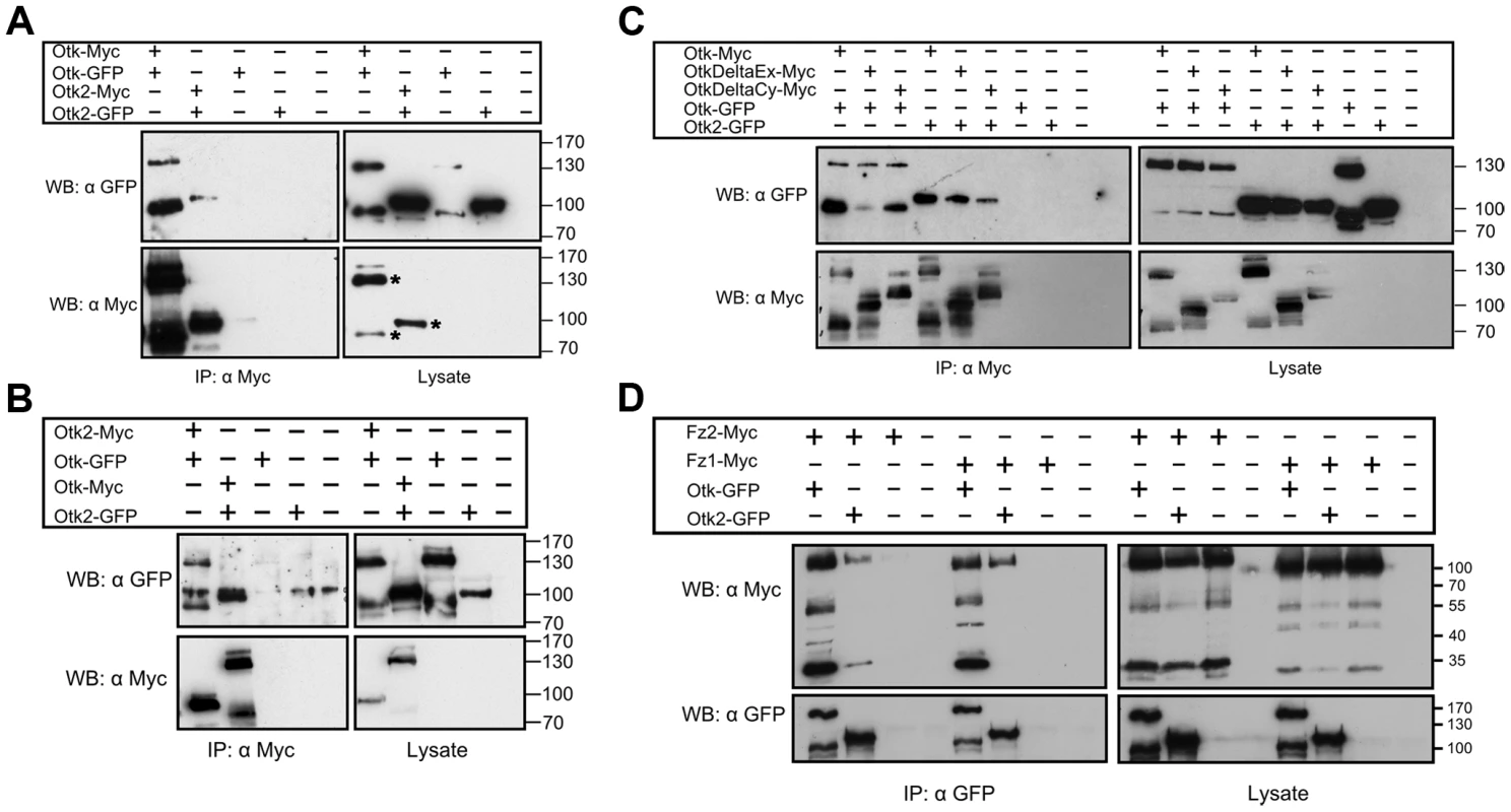 Biochemical interactions of Off-track and Off-track2.